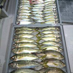 エンペラー 釣果