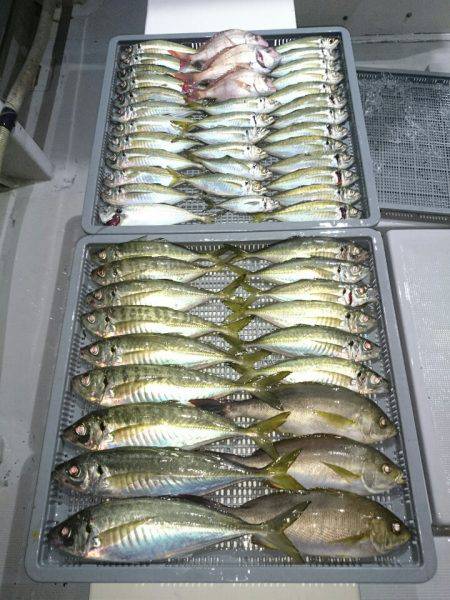 エンペラー 釣果