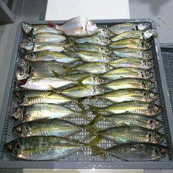 エンペラー 釣果