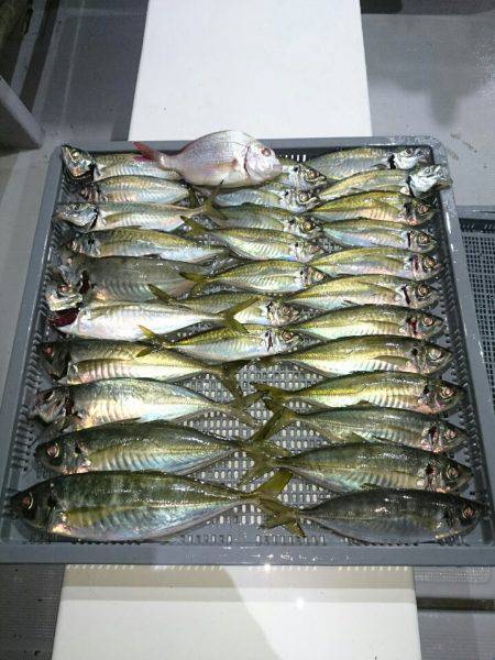 エンペラー 釣果