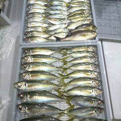 エンペラー 釣果