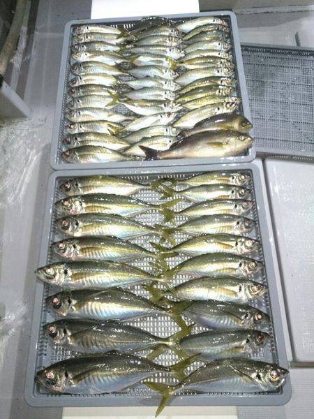 エンペラー 釣果