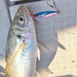 ブルースフィッシングサービス 釣果