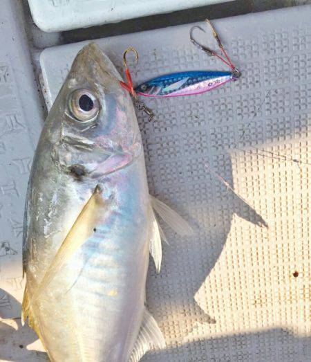 ブルースフィッシングサービス 釣果