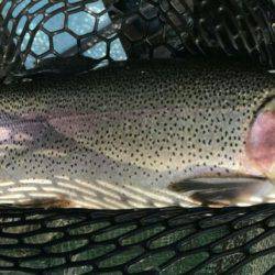 加賀フィッシングエリア 釣果