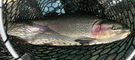 加賀フィッシングエリア 釣果