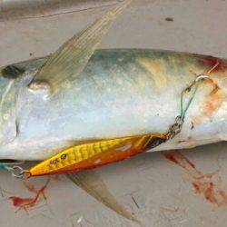 ブルースフィッシングサービス 釣果