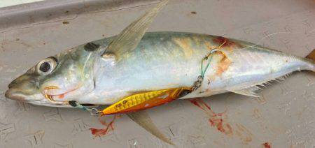 ブルースフィッシングサービス 釣果