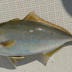 遊漁船 家入 釣果