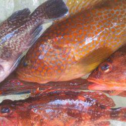 ブルドック 釣果