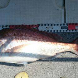 ARCADIAⅡ （アルカディアⅡ） 釣果