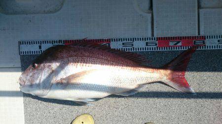 ARCADIAⅡ （アルカディアⅡ） 釣果