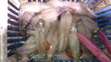 海龍丸（石川） 釣果