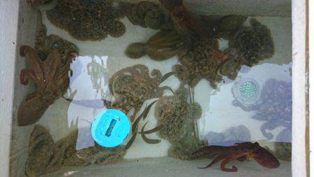 遊漁船　家入 釣果