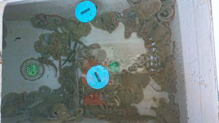 遊漁船　家入 釣果