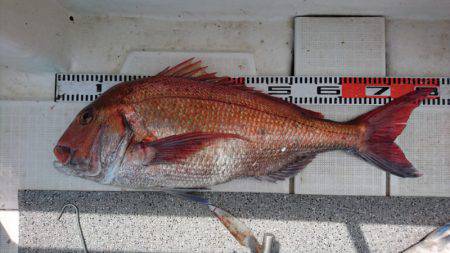 ARCADIAⅡ (アルカディアⅡ) 釣果