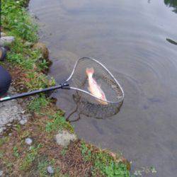 つりぼりあかし 釣果