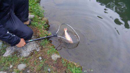 つりぼりあかし 釣果