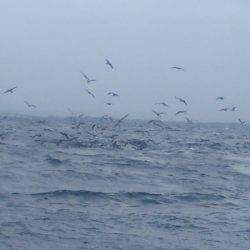 ブルドック 釣果