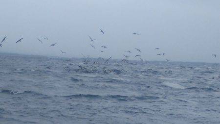 ブルドック 釣果