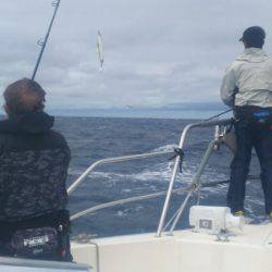 ブルドック 釣果