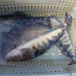 さち丸 釣果
