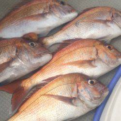 ブルドック 釣果