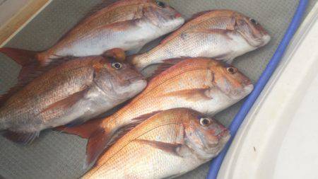 ブルドック 釣果