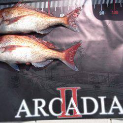 ARCADIAⅡ （アルカディアⅡ） 釣果