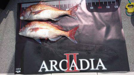 ARCADIAⅡ （アルカディアⅡ） 釣果