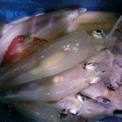 海龍丸（石川） 釣果