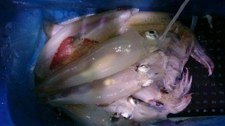 海龍丸（石川） 釣果