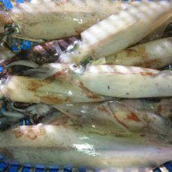 海龍丸（石川） 釣果