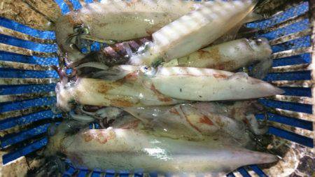 海龍丸（石川） 釣果