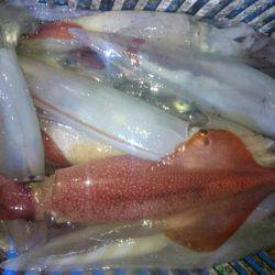 海龍丸（石川） 釣果