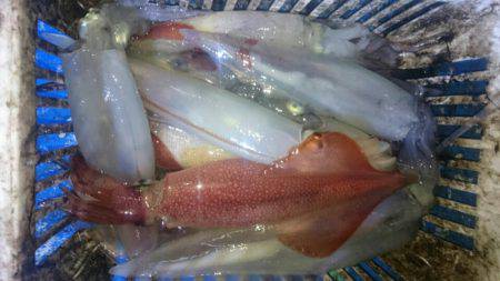 海龍丸（石川） 釣果