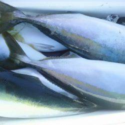 サンマリン 釣果