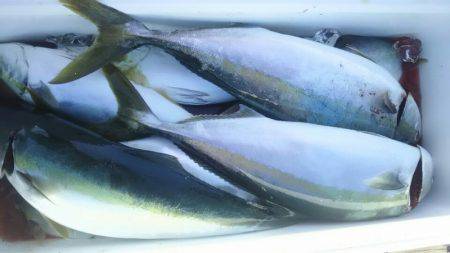 サンマリン 釣果