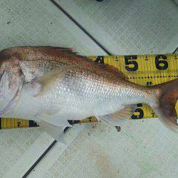 タイラバ遊漁船 ワンピース 釣果