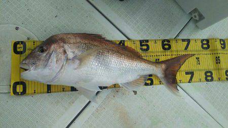 タイラバ遊漁船 ワンピース 釣果