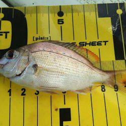 タイラバ遊漁船 ワンピース 釣果