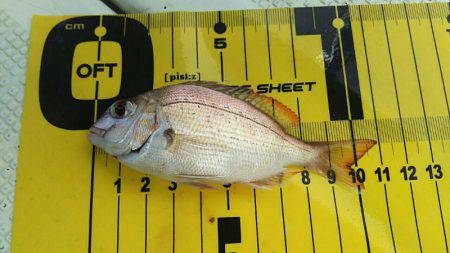 タイラバ遊漁船 ワンピース 釣果