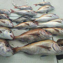 タイラバ遊漁船 ワンピース 釣果