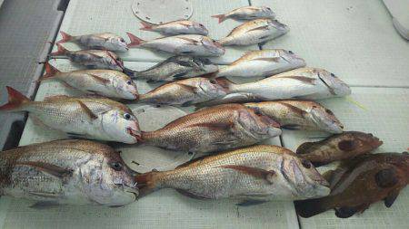 タイラバ遊漁船 ワンピース 釣果