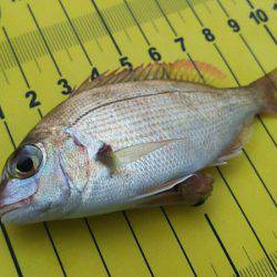 タイラバ遊漁船 ワンピース 釣果