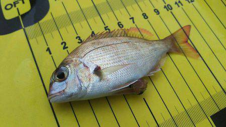 タイラバ遊漁船 ワンピース 釣果