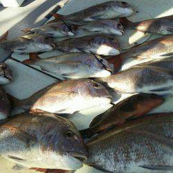 タイラバ遊漁船 ワンピース 釣果