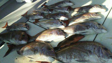 タイラバ遊漁船 ワンピース 釣果