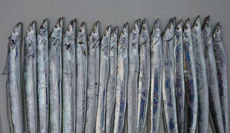 遊漁船　家入 釣果