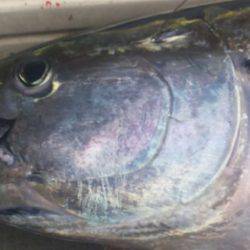 ブルドック 釣果